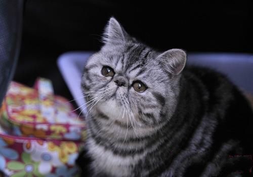 被猫咬了要打针吗