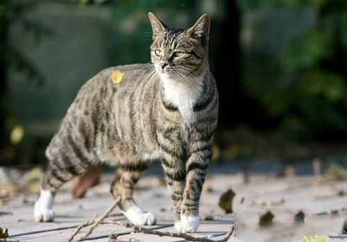 花猫 狸花猫的寿命有多长
