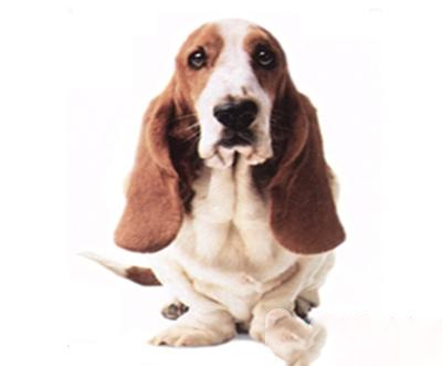 狗狗耳血肿该怎么治疗？