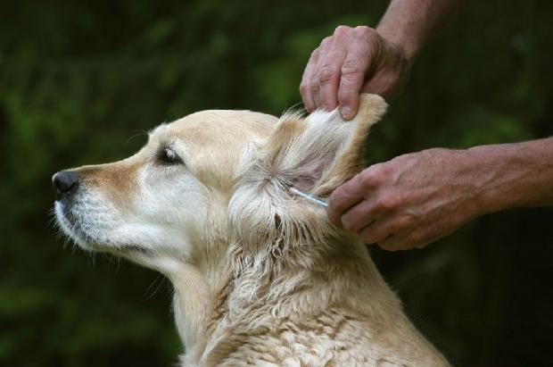 狗狗耳朵常见问题解析