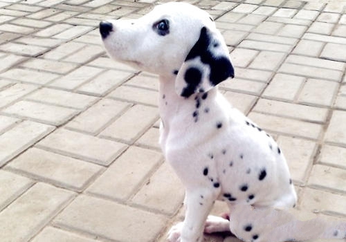 狗狗无法站立是如何引起的