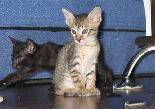 猫咪喜欢钻盒子的原因分析