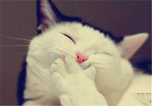 猫咪毛色种类解析