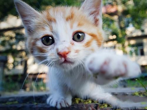 新手如何检查幼猫的身体健康